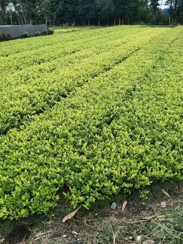 网球拍避震膜怎么贴好